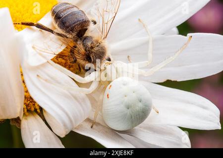 Misumena vatia, oder Krabbenspinne, hat eine Biene auf einer Gänseblümchenblume gefangen. Stockfoto