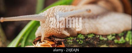 Begegnung in der Welt der römischen Schnecken: Harmonie des Lebens im Mikrokosmos. Schnecken in ihrem natürlichen Lebensraum. Stockfoto