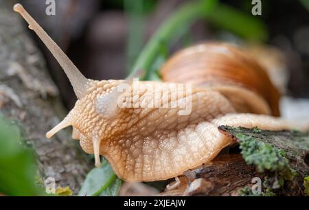 Begegnung in der Welt der römischen Schnecken: Harmonie des Lebens im Mikrokosmos. Schnecken in ihrem natürlichen Lebensraum. Stockfoto