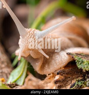 Begegnung in der Welt der römischen Schnecken: Harmonie des Lebens im Mikrokosmos. Schnecken in ihrem natürlichen Lebensraum. Stockfoto