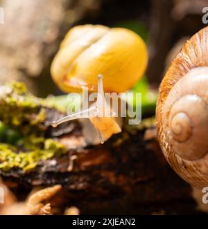 Begegnung in der Welt der römischen Schnecken: Harmonie des Lebens im Mikrokosmos. Schnecken in ihrem natürlichen Lebensraum. Stockfoto