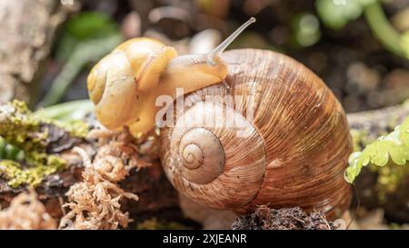 Begegnung in der Welt der römischen Schnecken: Harmonie des Lebens im Mikrokosmos. Schnecken in ihrem natürlichen Lebensraum. Stockfoto