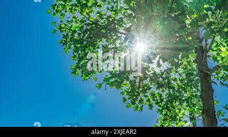Sonnenstrahlen auf Baumblättern. Sommer in der Stadt. Sonniges Wetter. Grüne Blätter gegen den blauen Himmel. Stockfoto