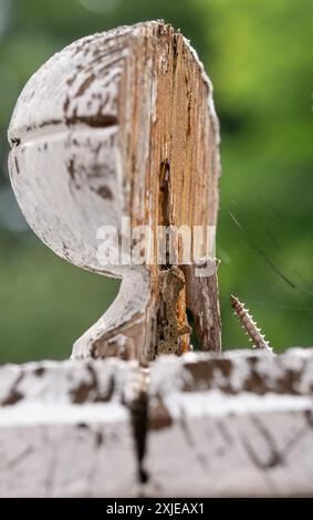 Kaputter Holzzaun und Schraube. Lackiertes Schraubengewinde. Beschädigter Zaun. Ländliche Entwicklung. Weiße Farbe auf dem Geflecht. Stockfoto