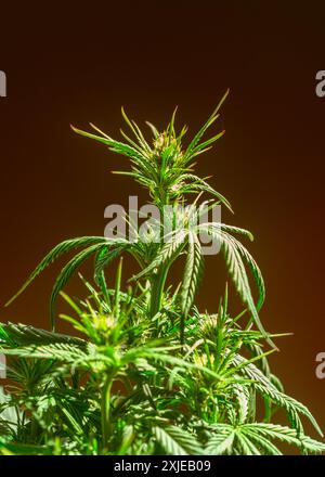 Nahaufnahme einer Cannabisblume in voller Blüte. Blühendes Marihuana. Heimischer Kräuteranbau. Medizinisches Marihuana. Makro. Stockfoto