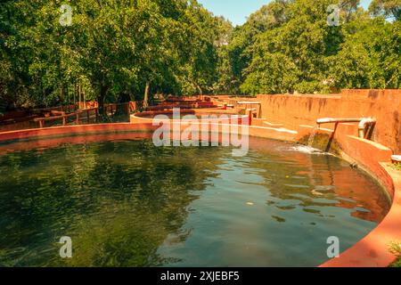 Malerischer Blick auf Fischschulen im Haller Park in Bamburi, Mombasa, Kenia Stockfoto