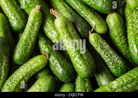 Frische reife kleine Gurken aus biologischem Anbau mit strukturiertem Hintergrund, nicht mariniertes Gemüse, Cornichon Stockfoto