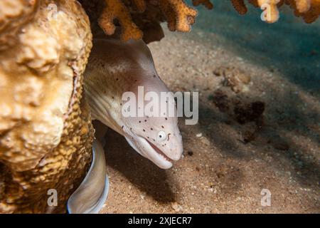 Ägypten, Taba, Geometrischer Moray Aal (Siderea grisea, Gymnothorax griseus) Stockfoto