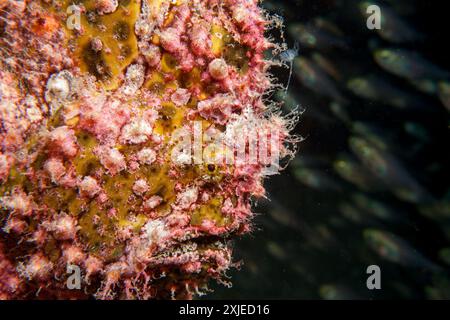 Ägypten, Taba, Scharlach Anglerfisch (Abantennarius coccineus), Freckled Anglerfisch (Antennarius, sp.) Stockfoto