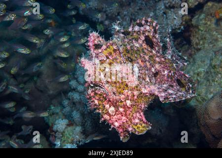 Ägypten, Taba, Scharlach Anglerfisch (Abantennarius coccineus), Freckled Anglerfisch (Antennarius, sp.) Stockfoto