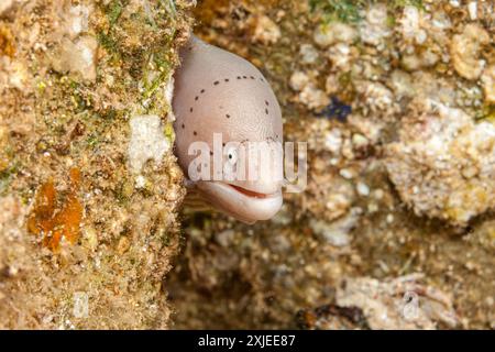 Ägypten, Taba, Geometrischer Moray Aal (Siderea grisea, Gymnothorax griseus) Stockfoto