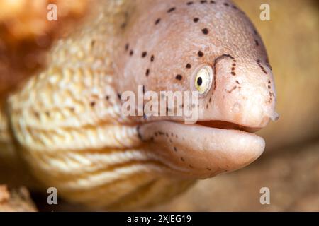 Ägypten, Taba, Geometrischer Moray Aal (Siderea grisea, Gymnothorax griseus) Stockfoto