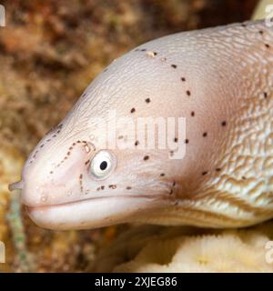 Ägypten, Taba, Geometrischer Moray Aal (Siderea grisea, Gymnothorax griseus) Stockfoto