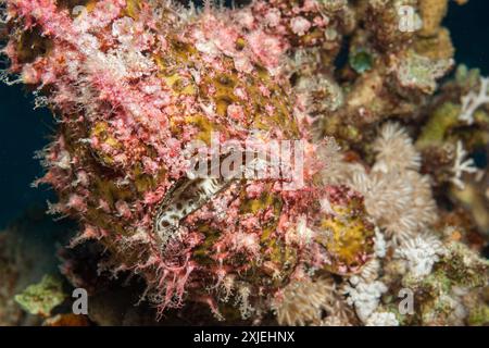 Ägypten, Taba, Scharlach Anglerfisch (Abantennarius coccineus), Freckled Anglerfisch (Antennarius, sp.) Stockfoto