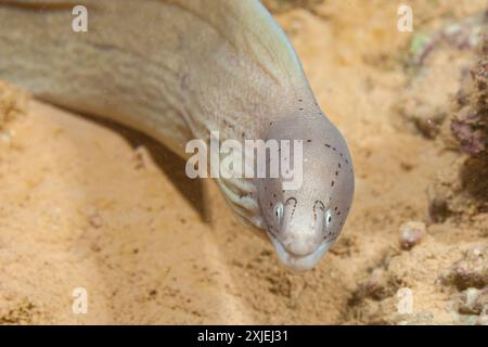 Ägypten, Taba, Geometrischer Moray Aal (Siderea grisea, Gymnothorax griseus) Stockfoto