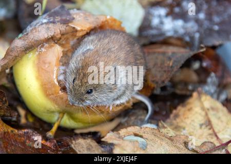 Gartenbau. Die Voles ernähren sich von Äpfeln, die im Garten bis zum Frost vom Baum gefallen sind. Gemeine Rotmaulmaus (Clethrionomys glareolus) im Herbst-Apfelgarten Stockfoto