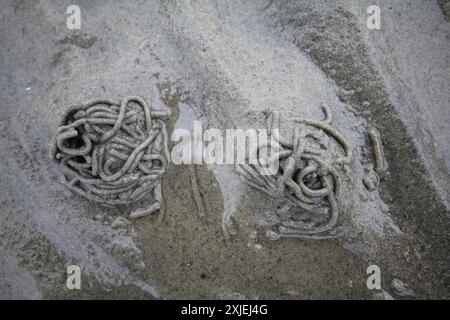 Der Wurm (Arenicola Jachthafen), der mit Sand verdaute Schlamm ausbrach. Intertidale Zone; Strang. Weißes Meer Stockfoto