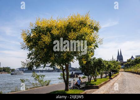 Koelreuteria paniculata an der Rheinpromenade am Konrad-Adenauer-Ufer, Blick auf den Dom, Köln, Deutschland. Blasenesche (Koelre Stockfoto