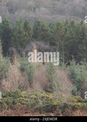 Dramatische Landschaft und Aussicht von den Stiperstones, einem freiliegenden Quarzitgrat in South Shropshire, Großbritannien Stockfoto