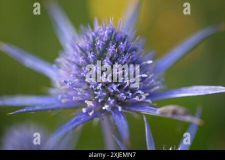 Makrodetail einer blauen Mariendistel mit Tautropfen auf den Blättern und Blütenblättern mit Morgenlicht Stockfoto