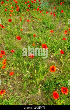 Mohnblumen in einem im Süden vernachlässigten Garten. Roter Mohn (Papaver rhoeas) Stockfoto