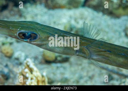 Ägypten, Taba, Blautopf (Fistularia commersonii) Stockfoto