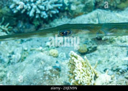 Ägypten, Taba, Blautopf (Fistularia commersonii) Stockfoto