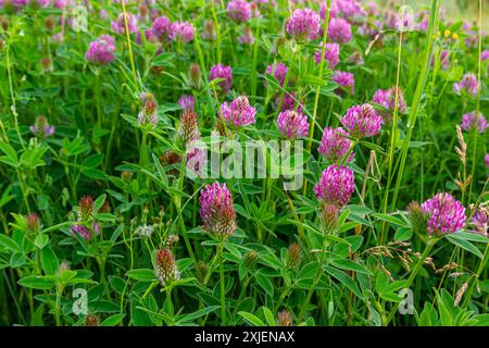 Das ist das Wildblumen Trifolium alpestre, das Purple Globus Klee oder Eulenklee aus der Familie Fabaceae. Stockfoto