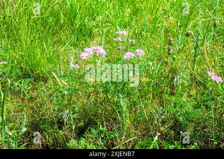 Kriechkronenwicke (Coronilla varia) rosa Blumenläufer in sekundärer Trockensteppe. Halbinsel Kertsch, Krim. Stockfoto