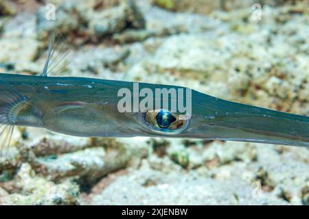 Ägypten, Taba, Blautopf (Fistularia commersonii) Stockfoto