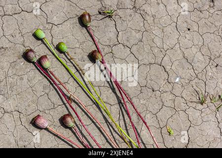 Trockenfeld Land mit Mohnsamen Papaver Mohnkopf, trocknende Böden zerrissen, trocknende Böden gerissen, Klimawandel, Umweltkatastrophe und Stockfoto