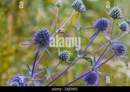 Eryngium Planum Oder Blue Sea Holly - Blume, Die Auf Der Wiese Wächst. Wilde Kräuterpflanzen. Stockfoto