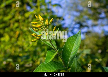 Lysimachia vulgaris Blume, die Garten-Loosestrife, gelbe Loosestrife oder Garten gelbe Loosestrife, blüht im Sommer. Stockfoto