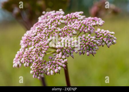 Infloreszenz von Pimpinella saxifraga oder burnet-saxifrage fester Stamm burnet saxifrage kleiner burnet. Stockfoto