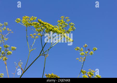 Pastinaca sativa subsp. Urinen, Pastinaca umbrosa, Apiaceae. Wilde Pflanzen, die im Sommer geschossen wurden. Stockfoto