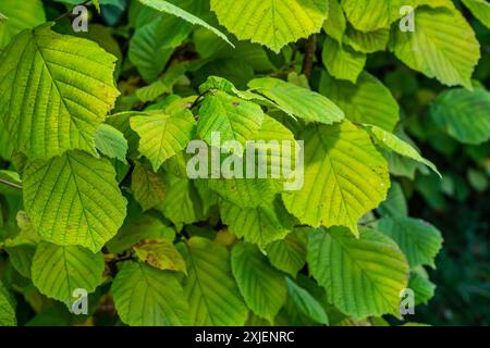 Frische grüne Hazel-Blätter im Frühling nahe am Ast des Baumes mit durchsichtigen Strukturen vor verschwommenem Hintergrund. Natürlicher Hintergrund. Stockfoto