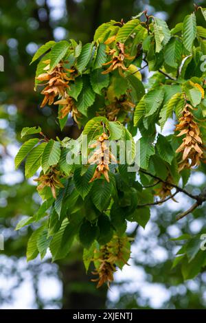 Ast einer Hainbuche Carpinus betulus mit herabhängender Blütenstände und Blättern im Herbst, ausgewählter Fokus, schmale Schärfentiefe, Kopierraum in der Unschärfe Stockfoto