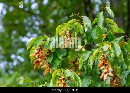 Ast einer Hainbuche Carpinus betulus mit herabhängender Blütenstände und Blättern im Herbst, ausgewählter Fokus, schmale Schärfentiefe, Kopierraum in der Unschärfe Stockfoto