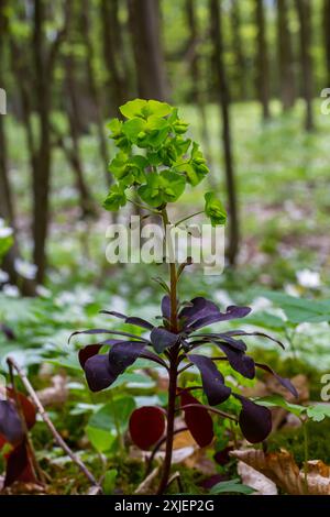 Euphorbia amygdaloides. Holzspurge mit seinen gelblich-grünen Blütenständen. Stockfoto