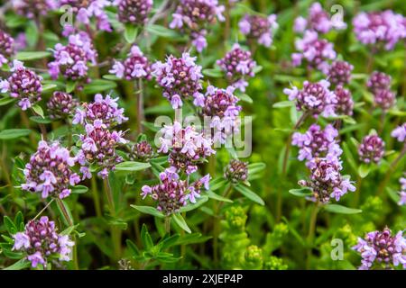 Blühender Duft Thymus serpyllum, Breckland Wildthymian, Kriechthymian oder Elfinthymian Nahaufnahme, Makrofoto. Wunderschönes Essen und Heilpflanze i Stockfoto