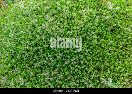 Blühender Duft Thymus serpyllum, Breckland Wildthymian, Kriechthymian oder Elfinthymian Nahaufnahme, Makrofoto. Wunderschönes Essen und Heilpflanze i Stockfoto