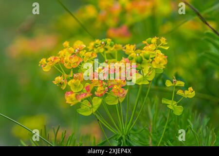 Blüten einer wilden toxischen Pflanze Euphorbia cyparissias oder Zypressenspurge. Stockfoto