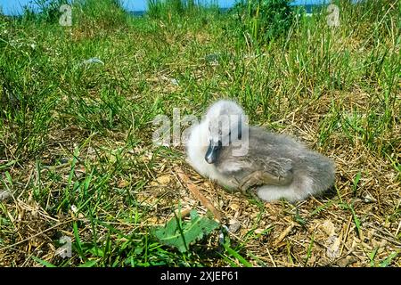 Der Babyschwan (Cygnus olor) wurde geboren und seine Flause trocknete aus. Alter 1 Tag Stockfoto