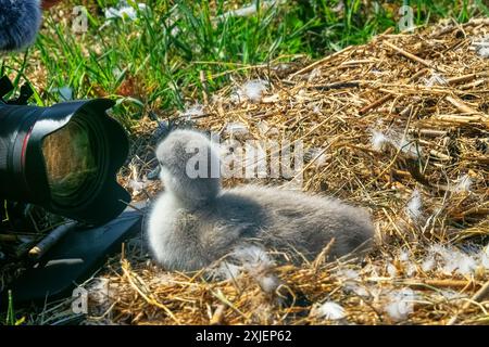 Das fotogenste Modell. Flauschiges, sanftes cygnet vor dem Kameraobjektiv Stockfoto