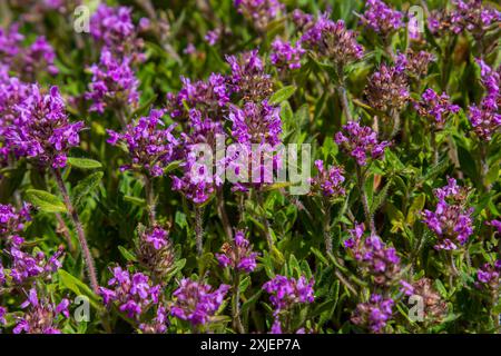 Blühender Duft Thymus serpyllum, Breckland Wildthymian, Kriechthymian oder Elfinthymian Nahaufnahme, Makrofoto. Wunderschönes Essen und Heilpflanze i Stockfoto