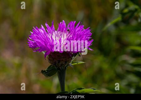 Psephellus weißter Psephellus dealbatus im Garten. Hummel auf Blumen. Stockfoto