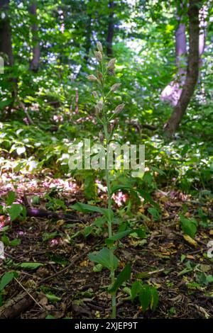 Cephalanthera longifolia, das schmalblättrige Helleborin, Schwertblättriges Helleborin oder langblättriges Helleborin, ist eine rhizomatöse Staudenpl Stockfoto