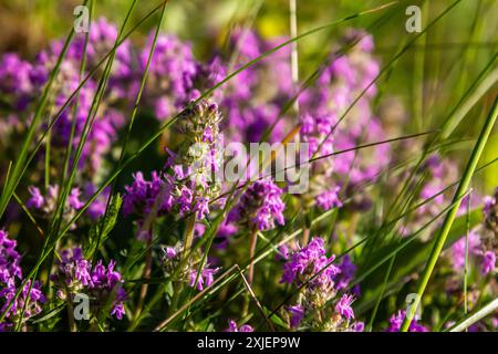 Blühender Duft Thymus serpyllum, Breckland Wildthymian, Kriechthymian oder Elfinthymian Nahaufnahme, Makrofoto. Wunderschönes Essen und Heilpflanze i Stockfoto