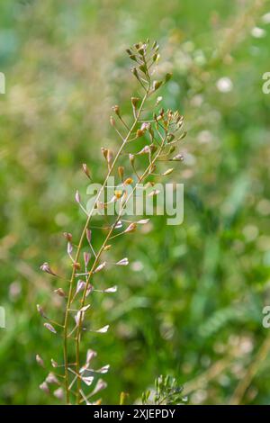 Capsella bursa-pastoris, bekannt als Schäfertasche. Weit verbreitetes und gebräuchliches Unkraut in Agrar- und Gartenpflanzen. Heilpflanze in natürlicher Umgebung. Stockfoto