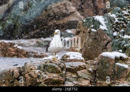 Nahaufnahme einer Taucher Kelp Gull - Larus dominicanus, die auf einem Felsen steht, während es schneit, entlang der Antarktischen Halbinsel. Stockfoto